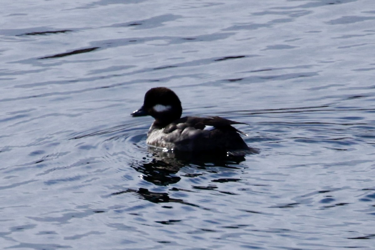 Bufflehead - ML617634110