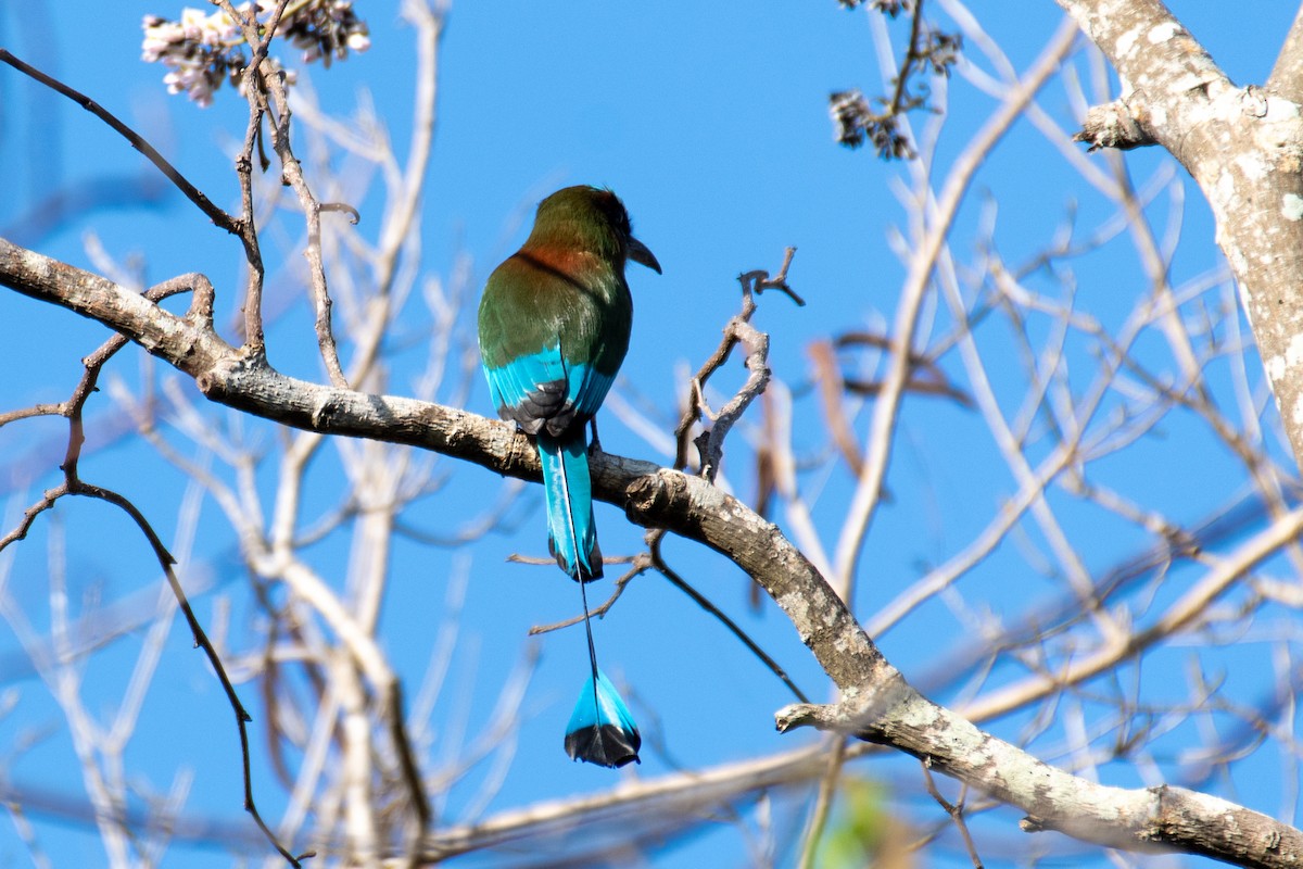 Motmot à sourcils bleus - ML617634112