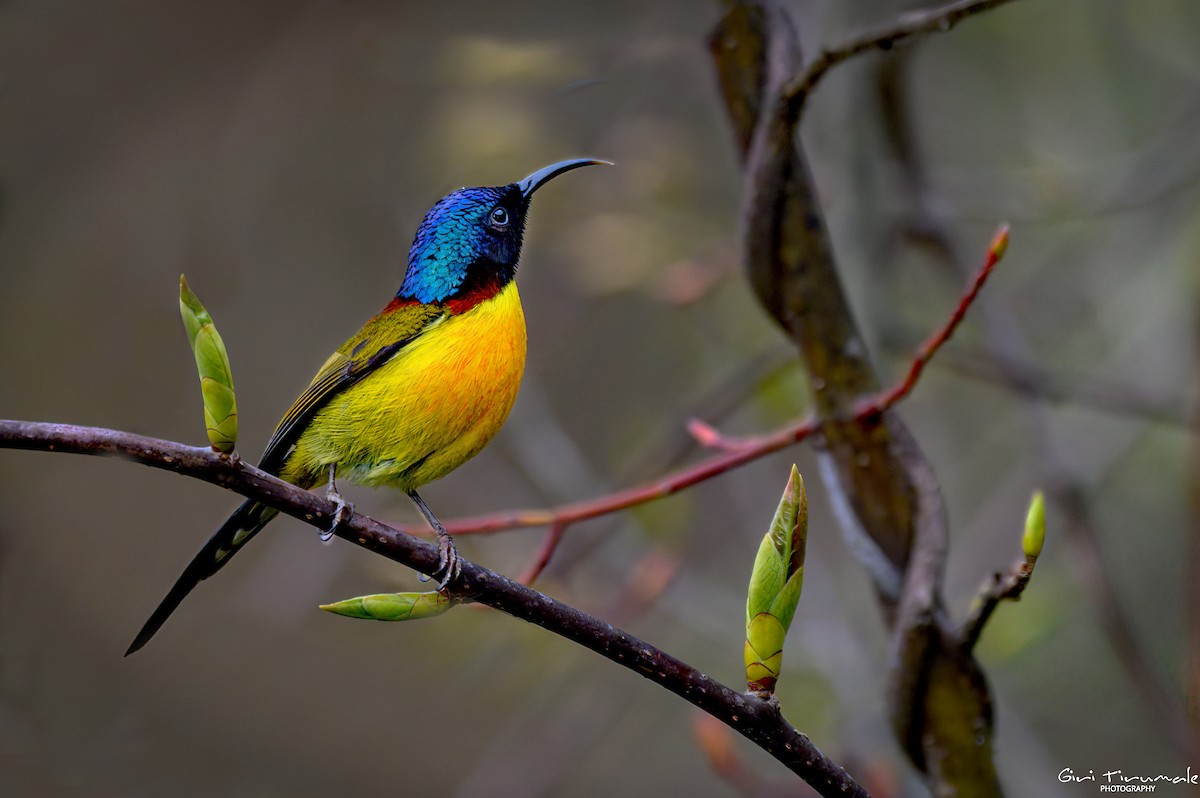 Green-tailed Sunbird - ML617634117