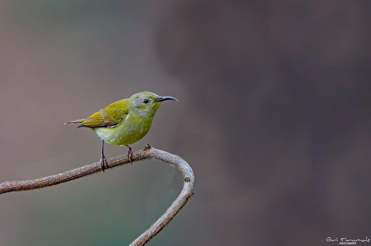 Green-tailed Sunbird - ML617634119