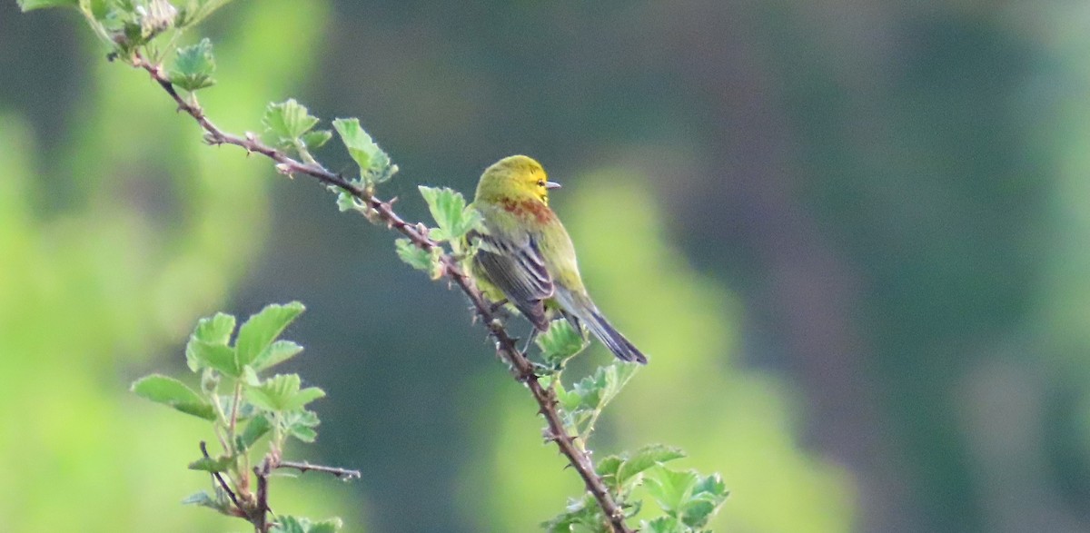 Prairie Warbler - ML617634120