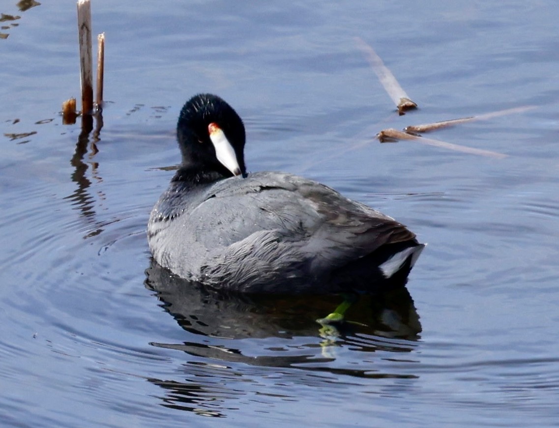 American Coot - Jeff Skevington