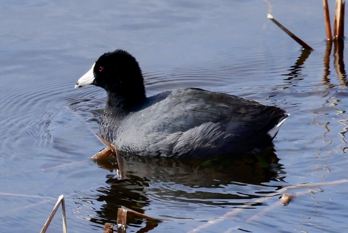 American Coot - ML617634122