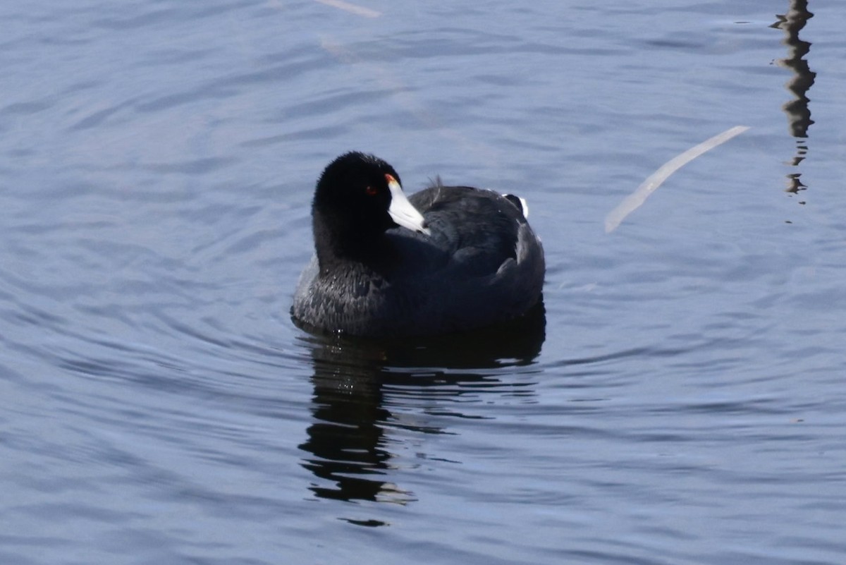 American Coot - Jeff Skevington