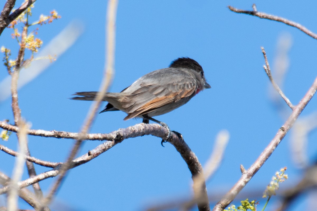 Rose-throated Becard - Jeremy Cushman