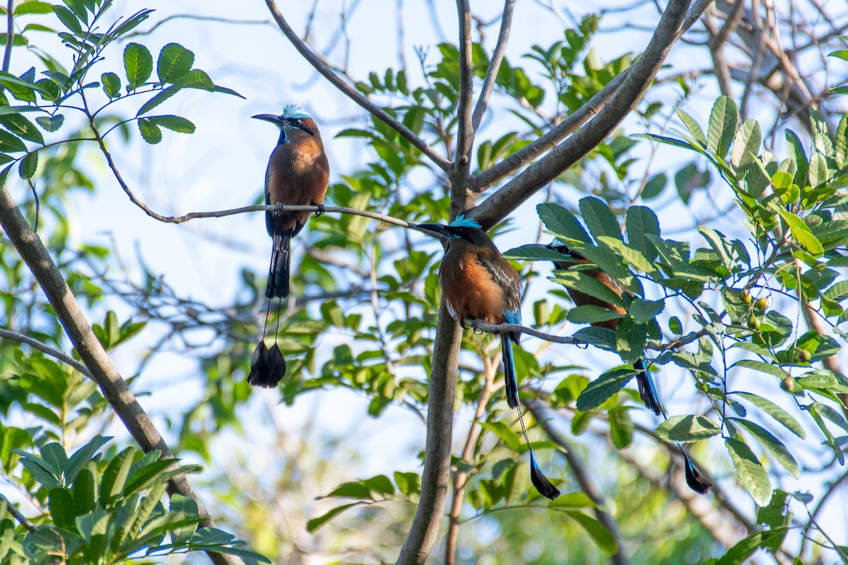 Motmot à sourcils bleus - ML617634130