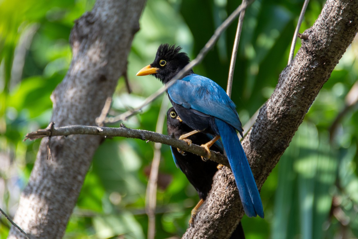 Yucatan Jay - ML617634136