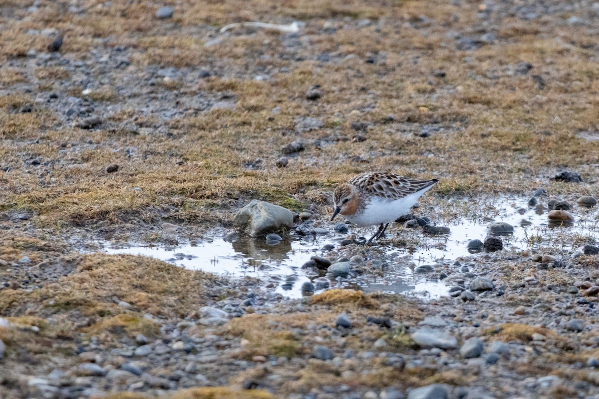 Rotkehl-Strandläufer - ML617634179