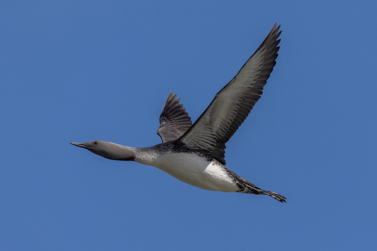 Red-throated Loon - ML617634216