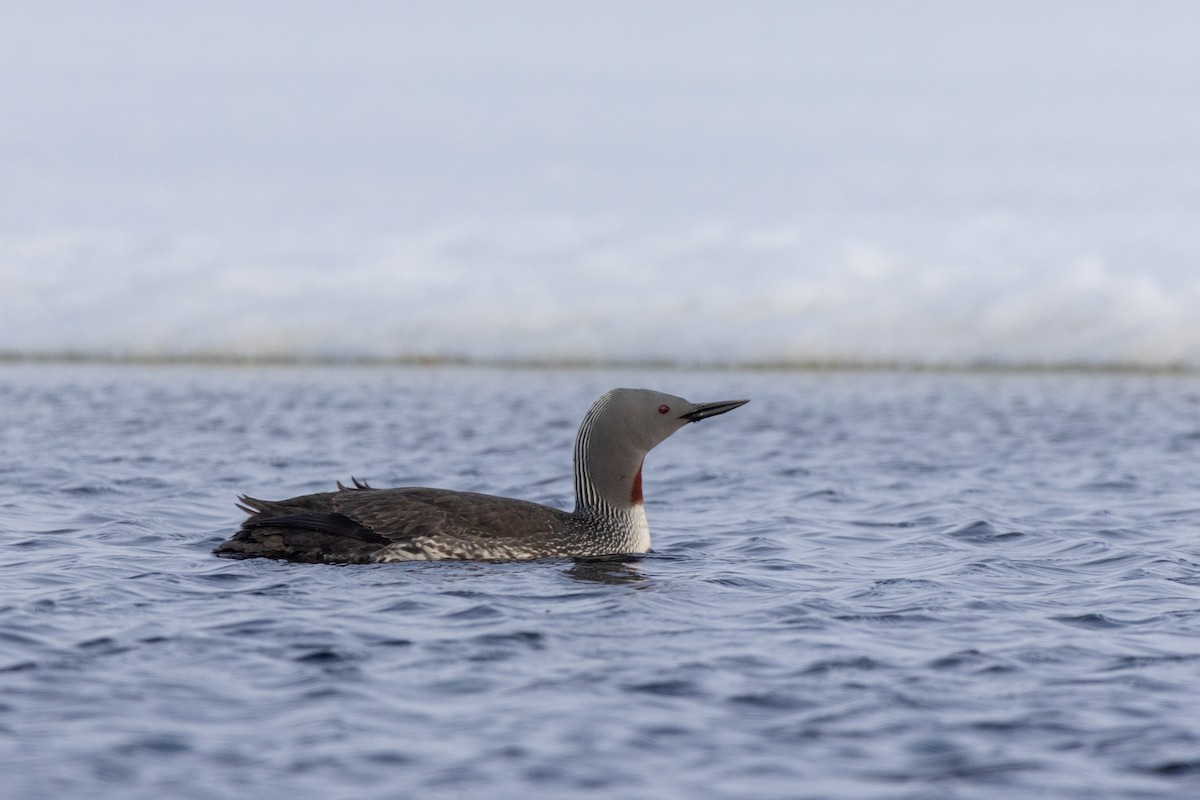 Red-throated Loon - ML617634217