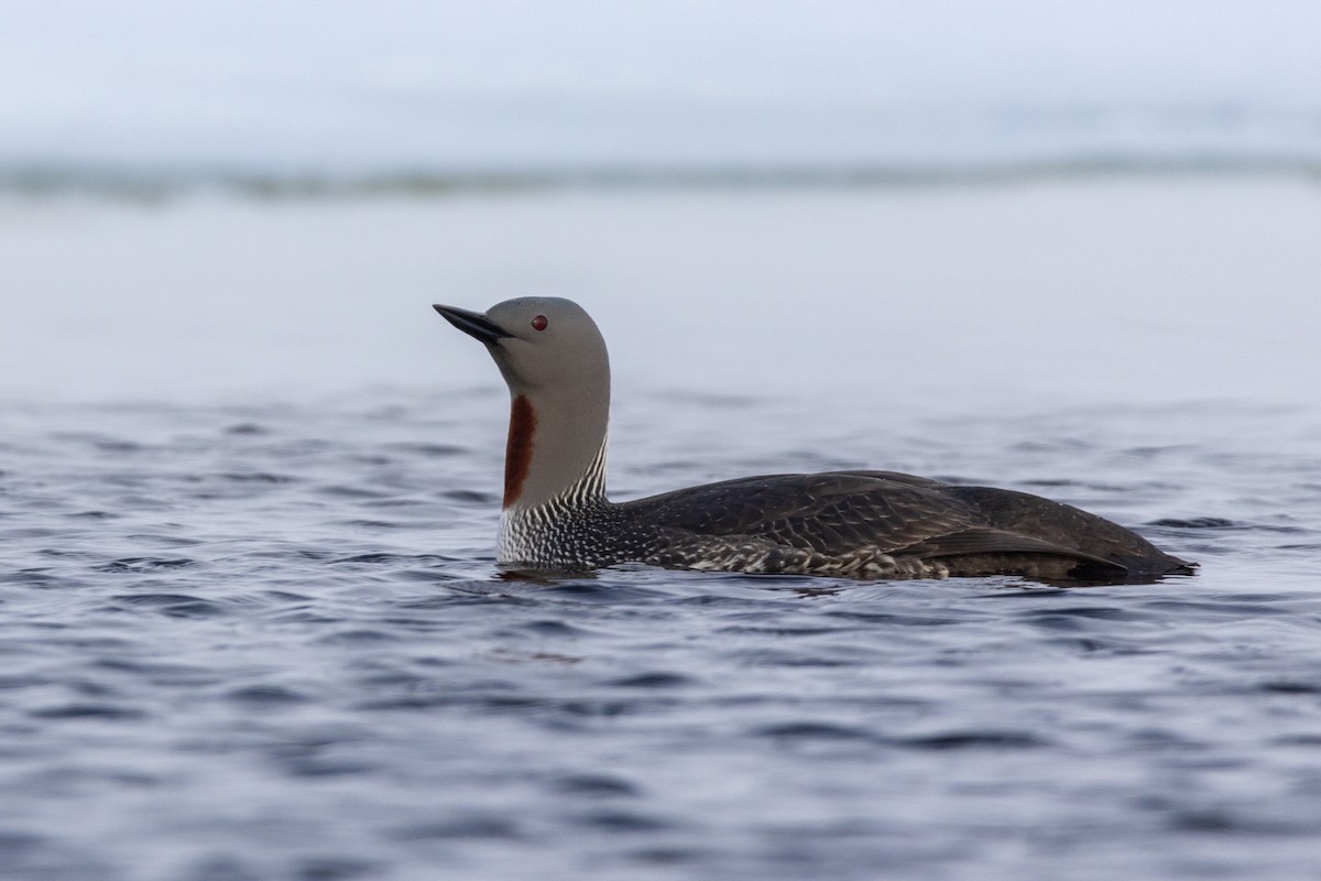Red-throated Loon - ML617634218