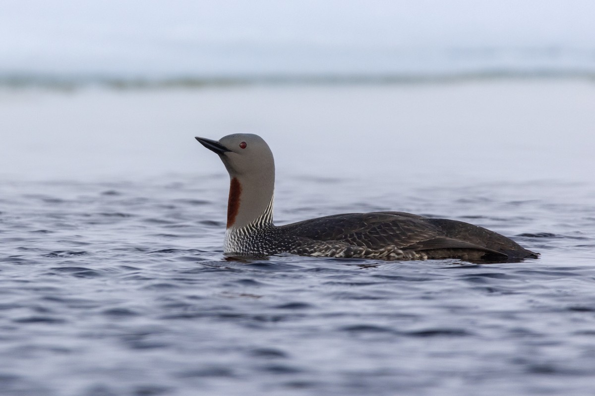 Red-throated Loon - Sam Denenberg