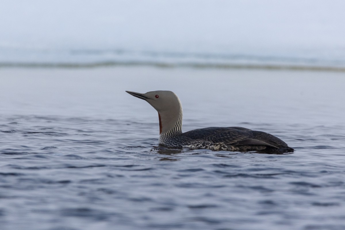 Red-throated Loon - ML617634220