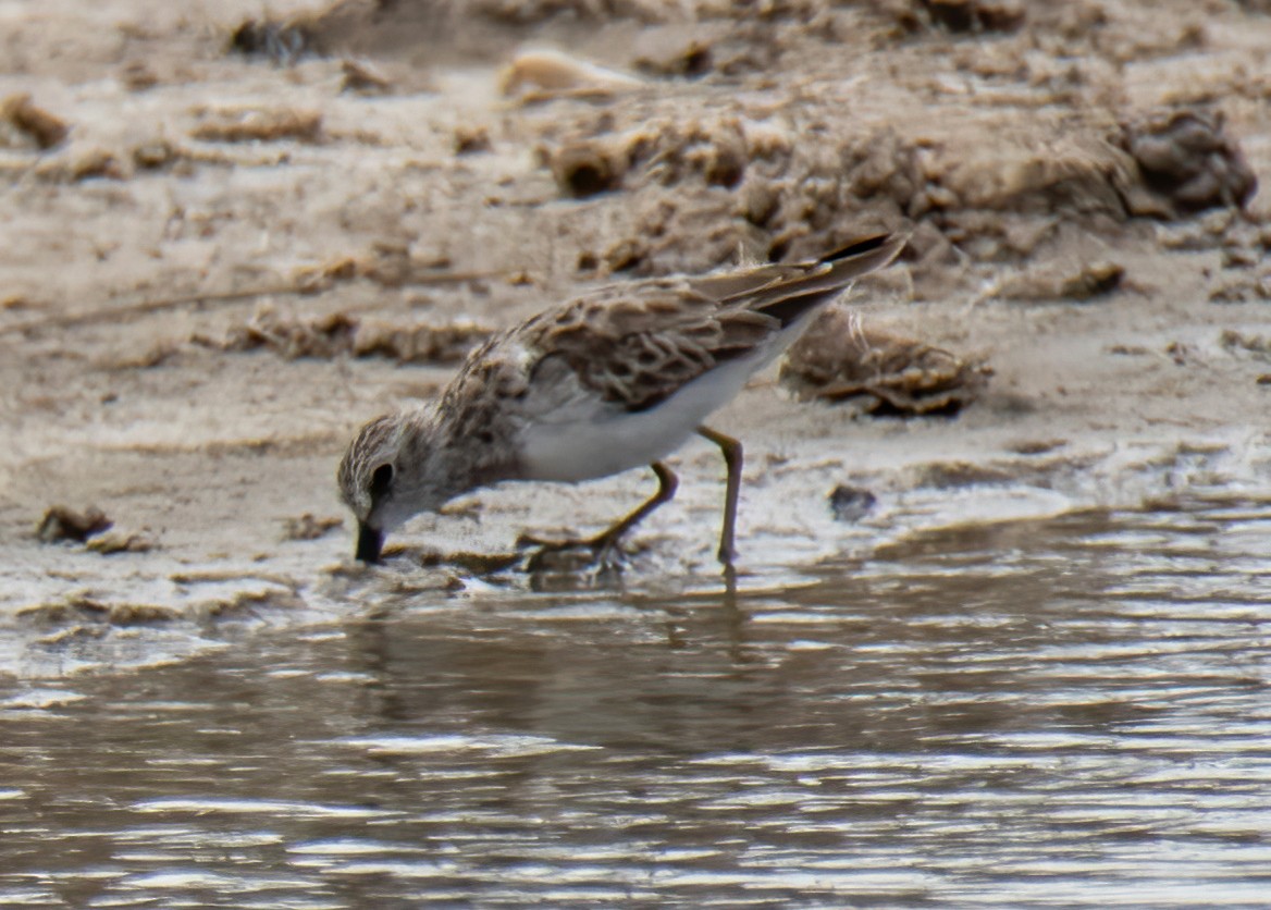 Least Sandpiper - ML617634243