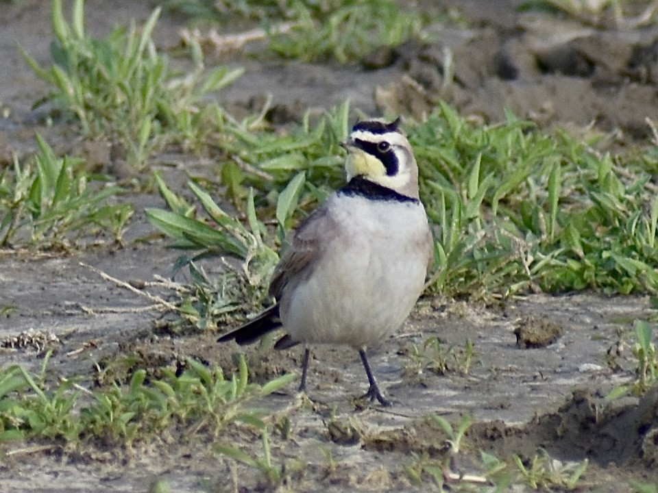 Horned Lark - Dawn Pietrykowski