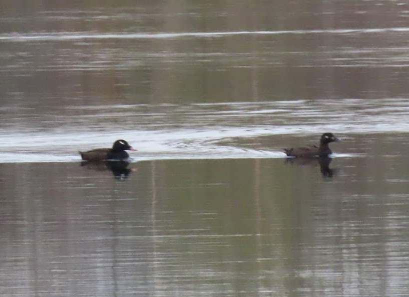 White-winged Scoter - ML617634292