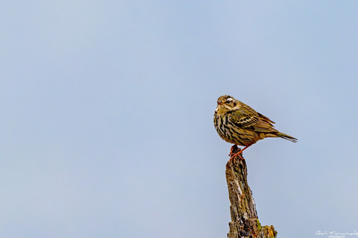 Pipit à dos olive - ML617634295