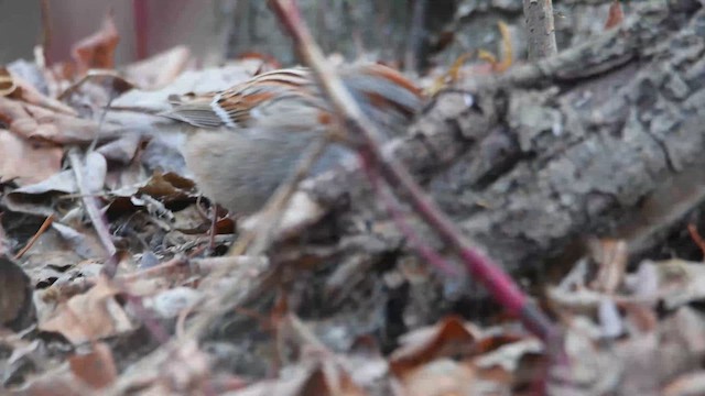 American Tree Sparrow - ML617634392