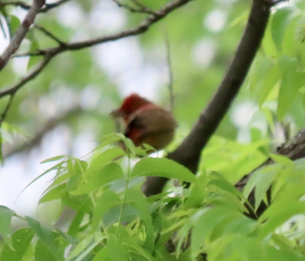 Summer Tanager - Janie Henderson