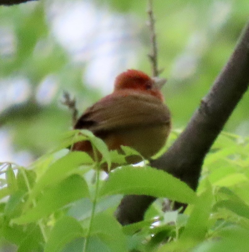 Summer Tanager - Janie Henderson