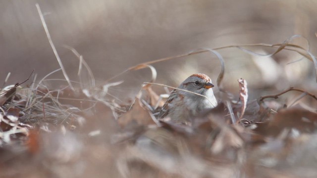 American Tree Sparrow - ML617634401