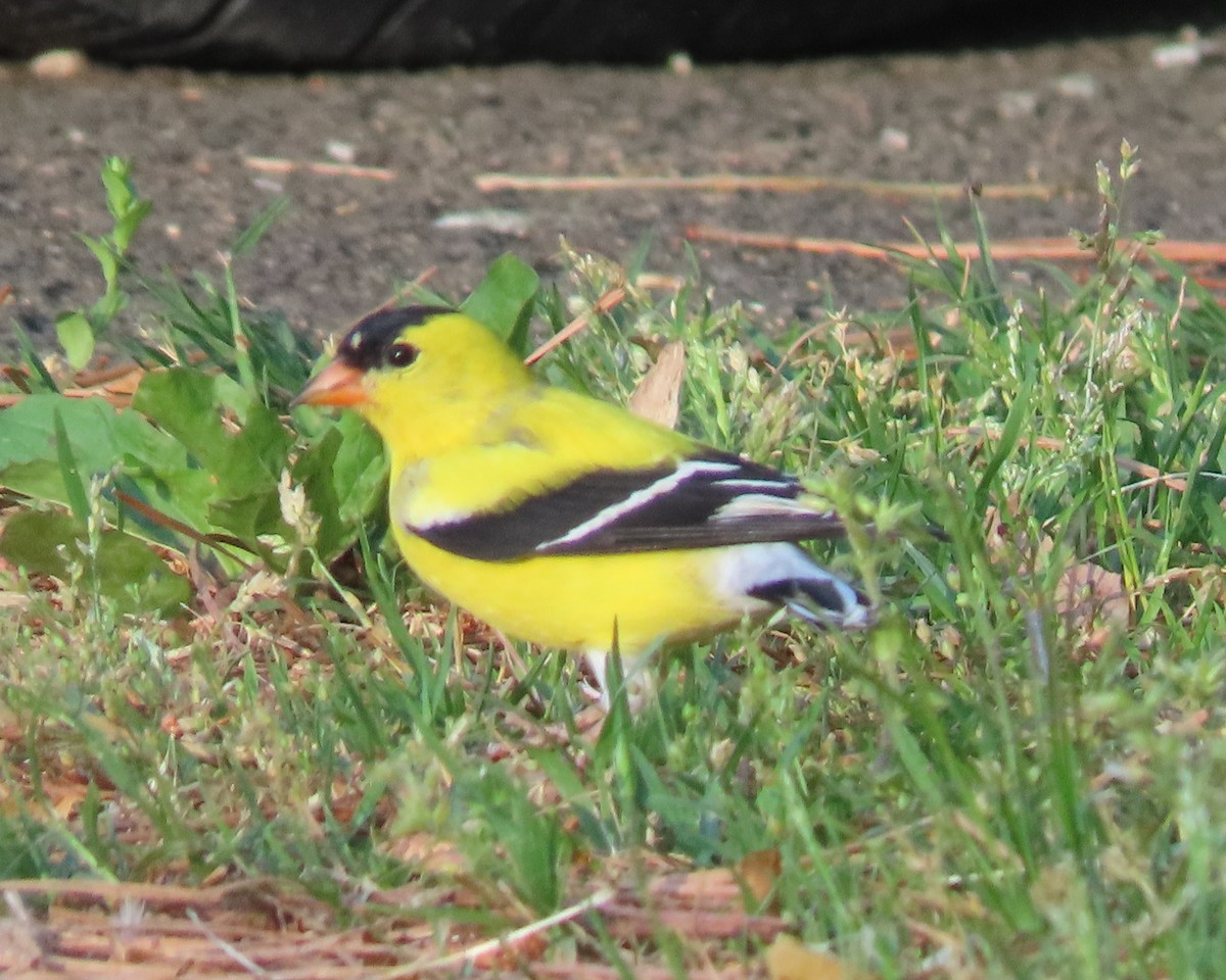American Goldfinch - ML617634418