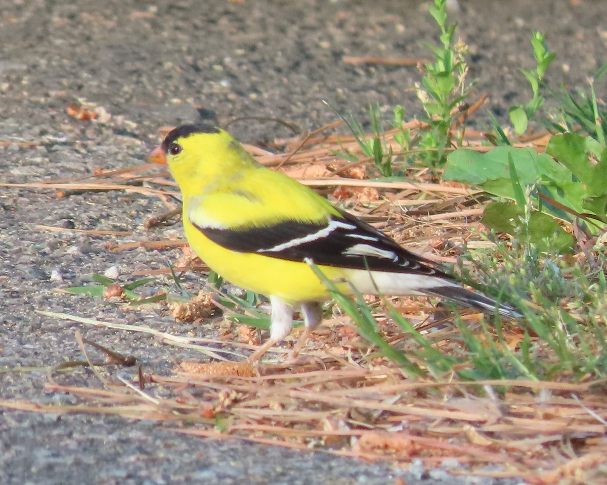 American Goldfinch - ML617634420