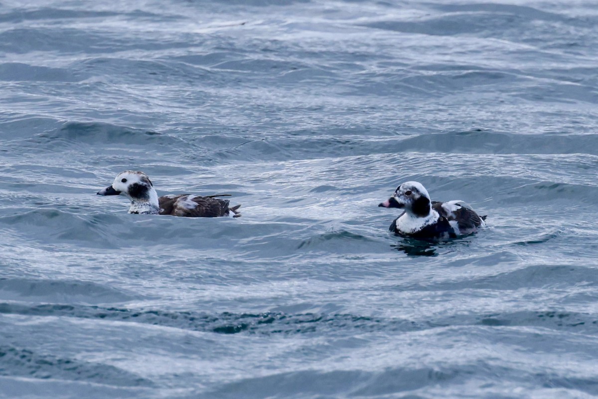 Long-tailed Duck - ML617634428