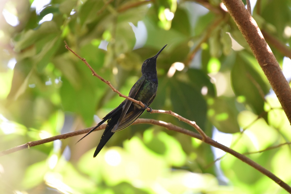 Swallow-tailed Hummingbird - ML617634432