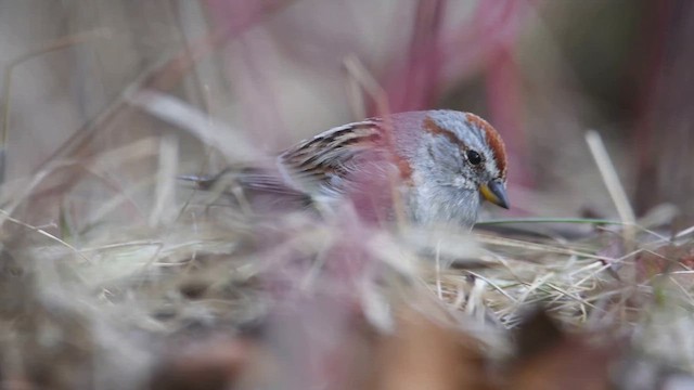 American Tree Sparrow - ML617634450