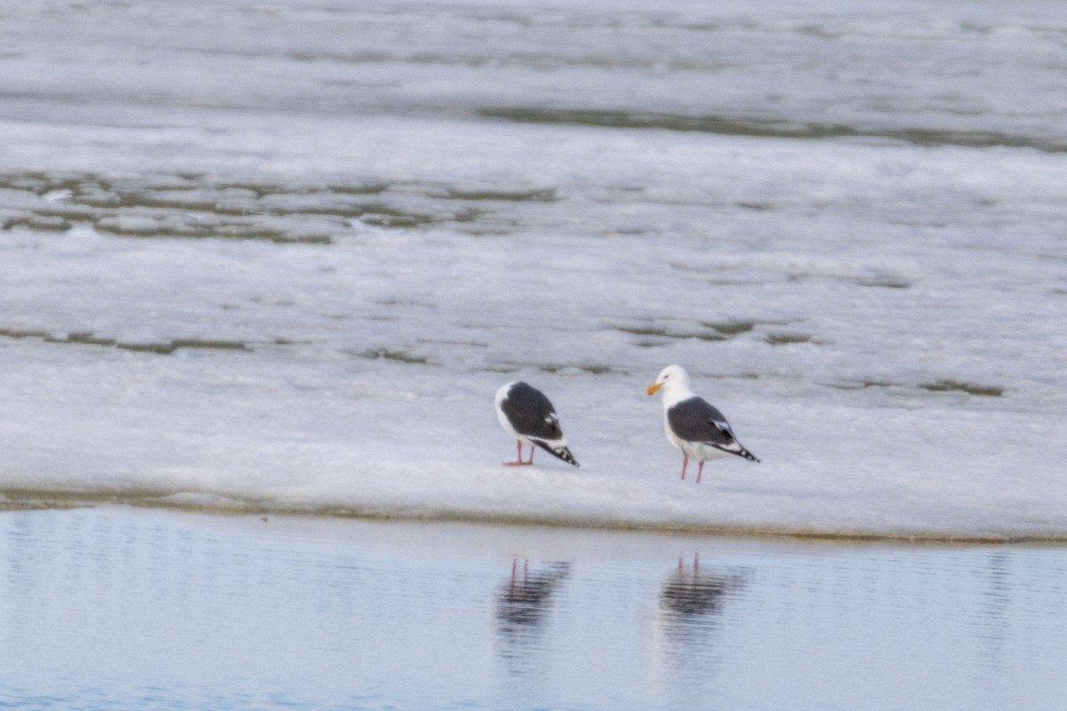 Gaviota de Kamchatka - ML617634475