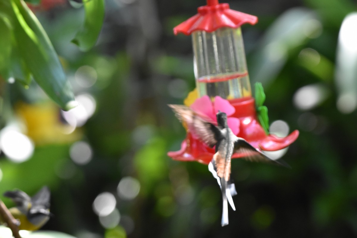 Planalto Hermit - Patrick Palines