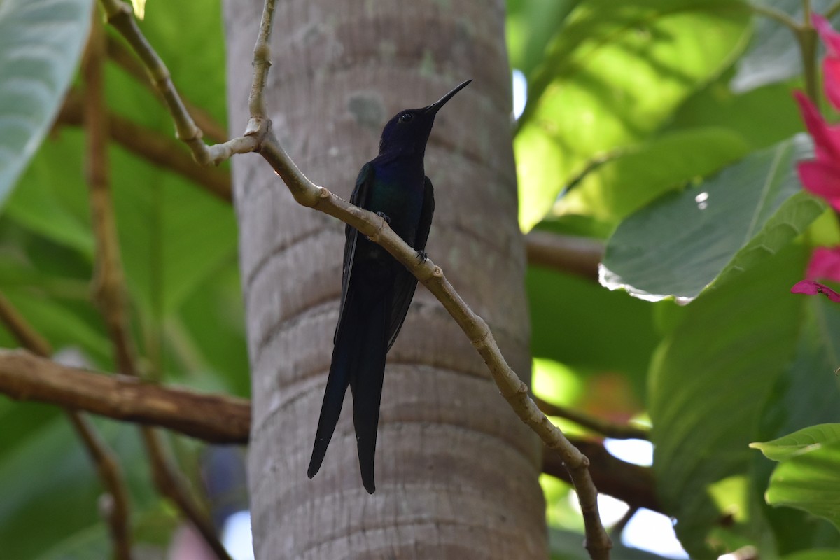 Swallow-tailed Hummingbird - ML617634499