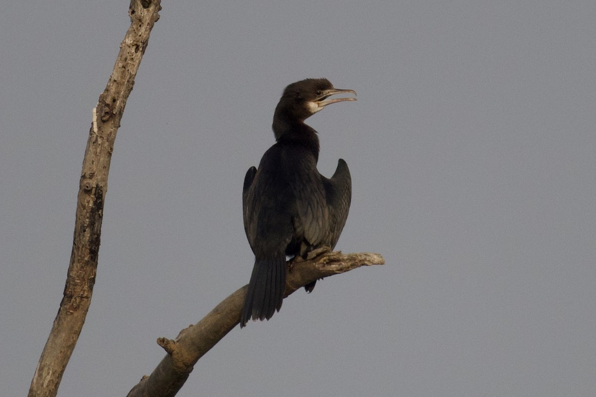 Little Black Cormorant - ML617634510