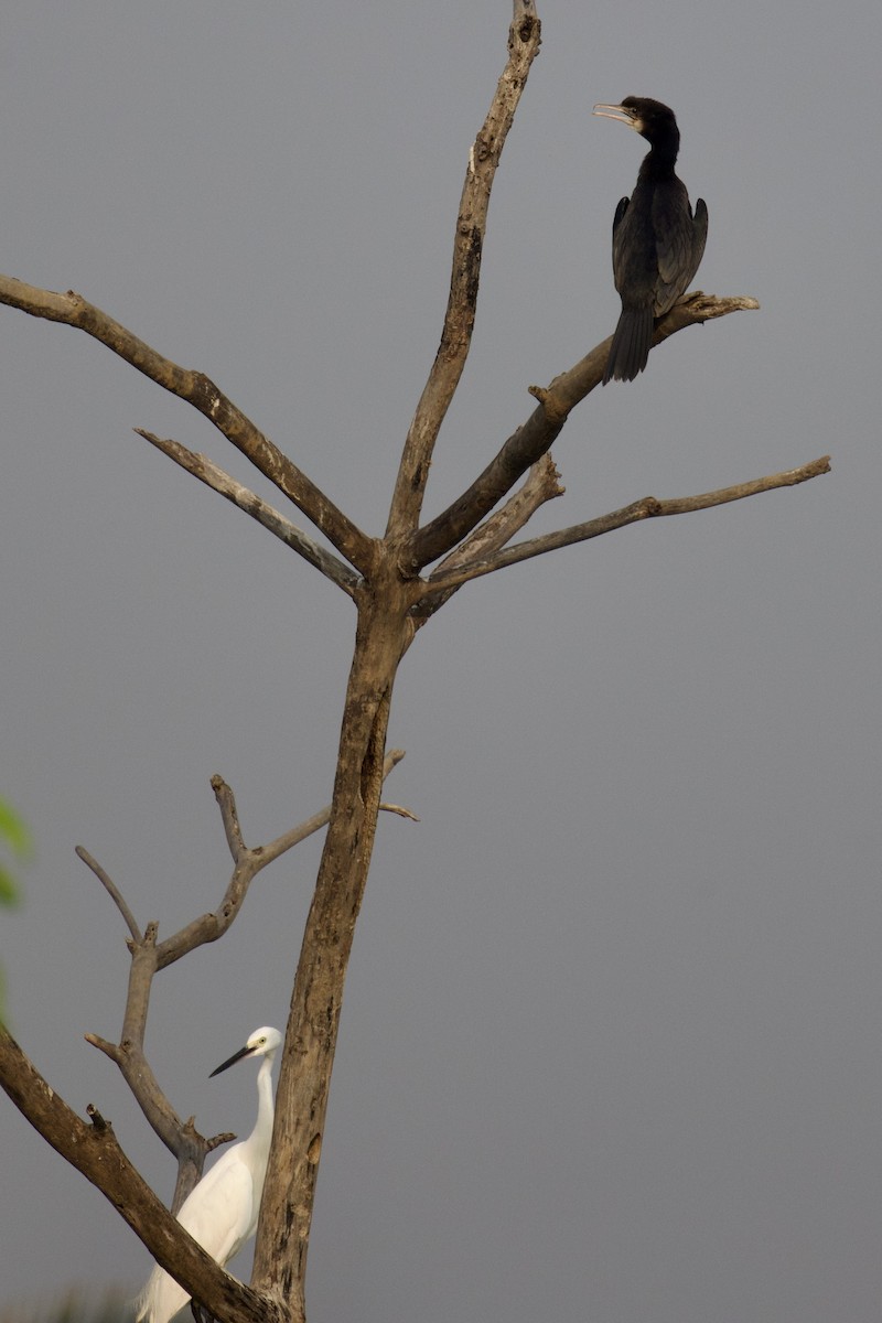 Little Black Cormorant - ML617634512