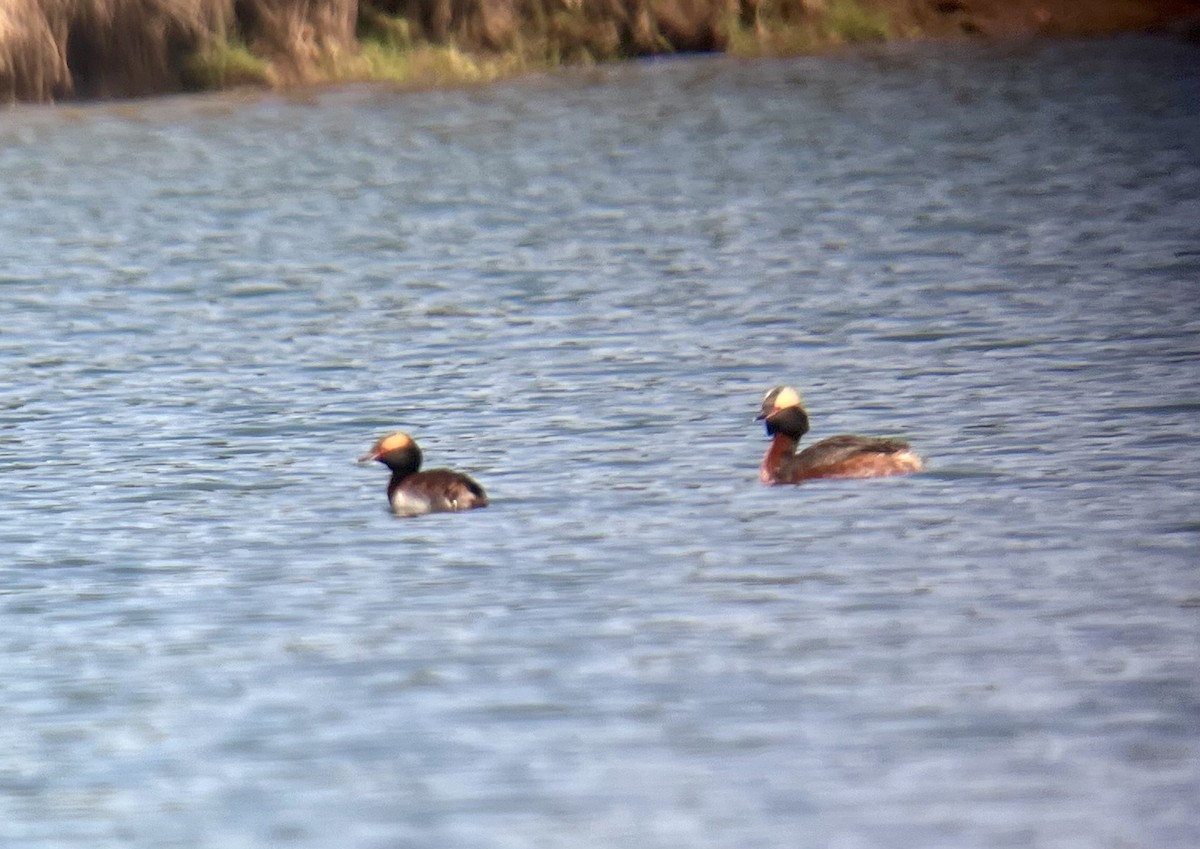 Horned Grebe - Shawneen Finnegan