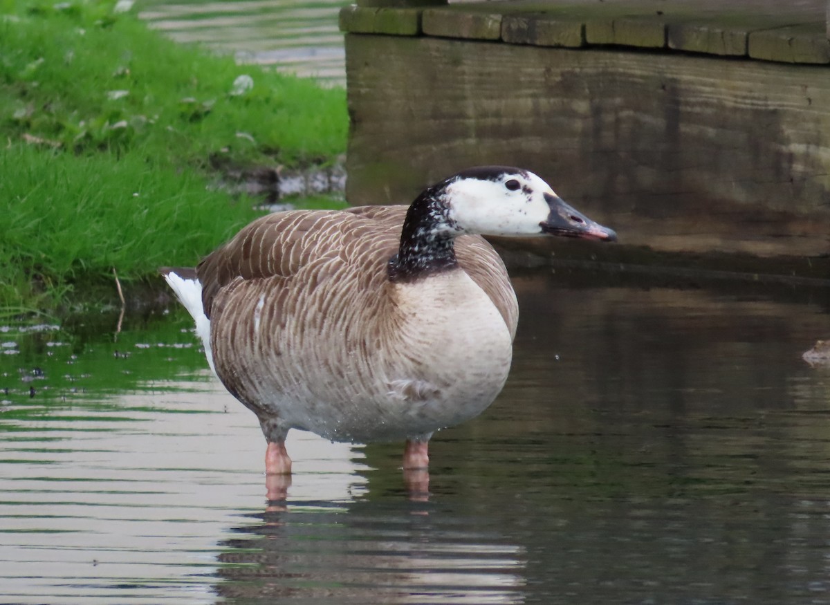 Graylag x Canada Goose (hybrid) - ML617634619