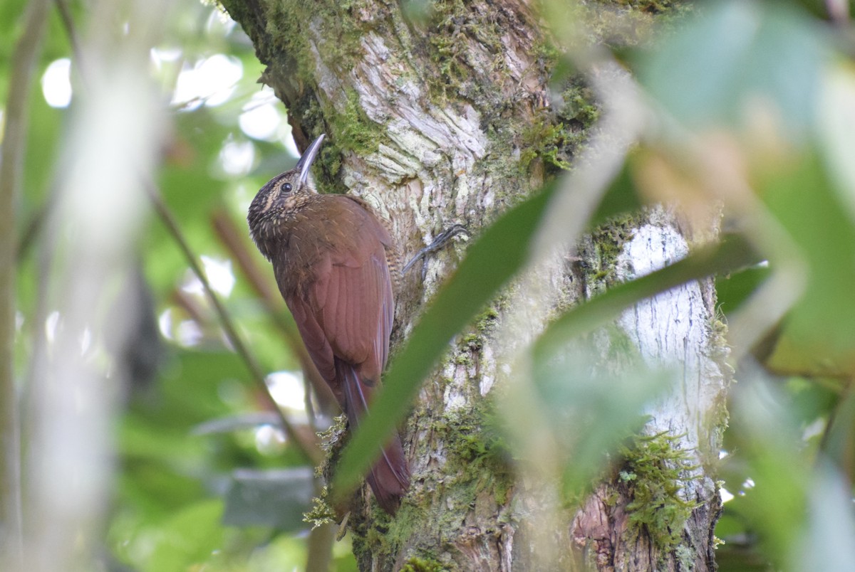 Black-banded Woodcreeper - ML617634625