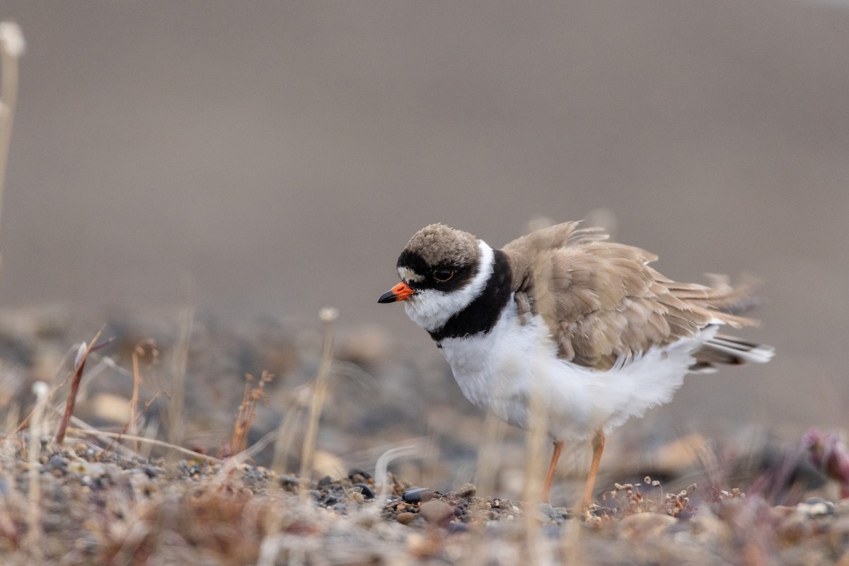Semipalmated Plover - ML617634648