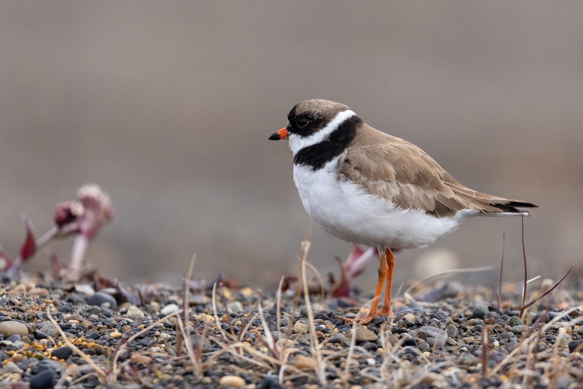 Semipalmated Plover - ML617634649