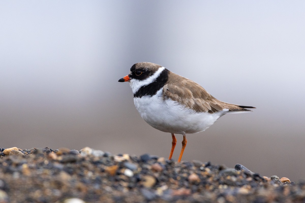 Semipalmated Plover - ML617634650