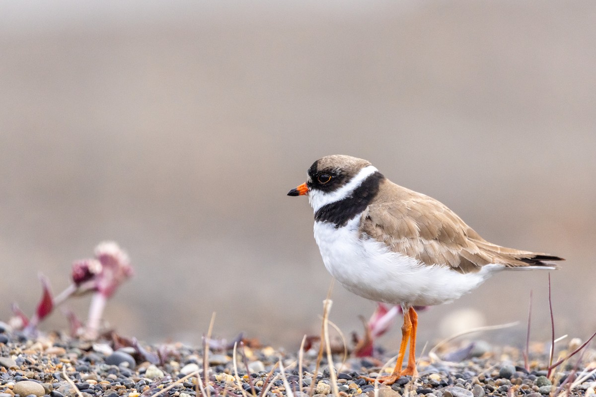 Semipalmated Plover - ML617634651