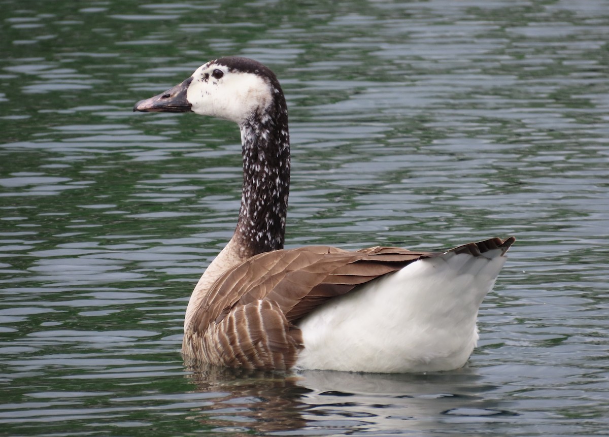 Graylag x Canada Goose (hybrid) - ML617634667