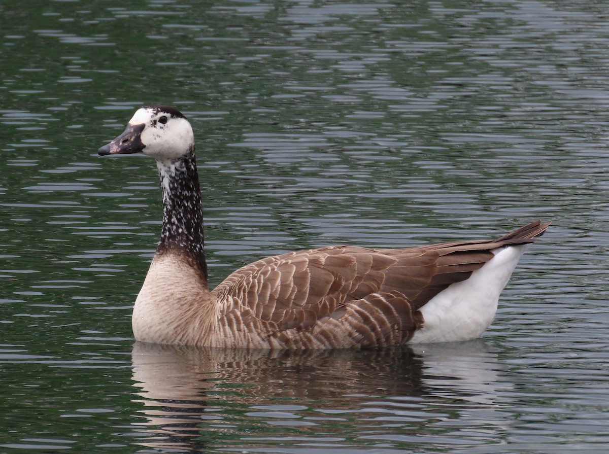 Graylag x Canada Goose (hybrid) - ML617634672