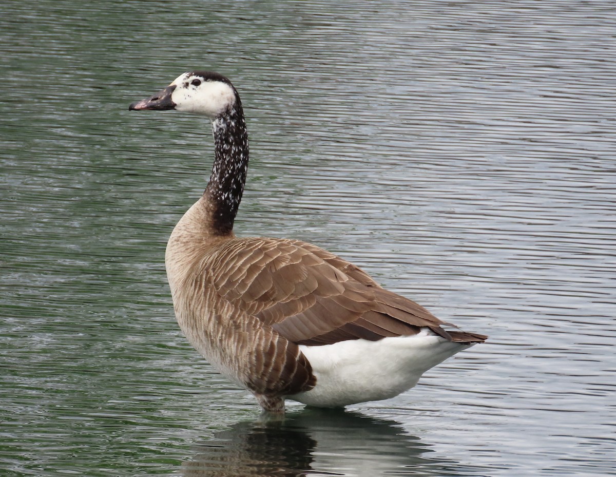 Graylag x Canada Goose (hybrid) - ML617634678