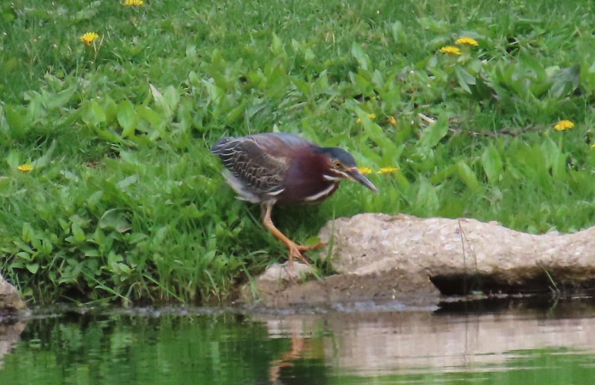 Green Heron - ML617634682