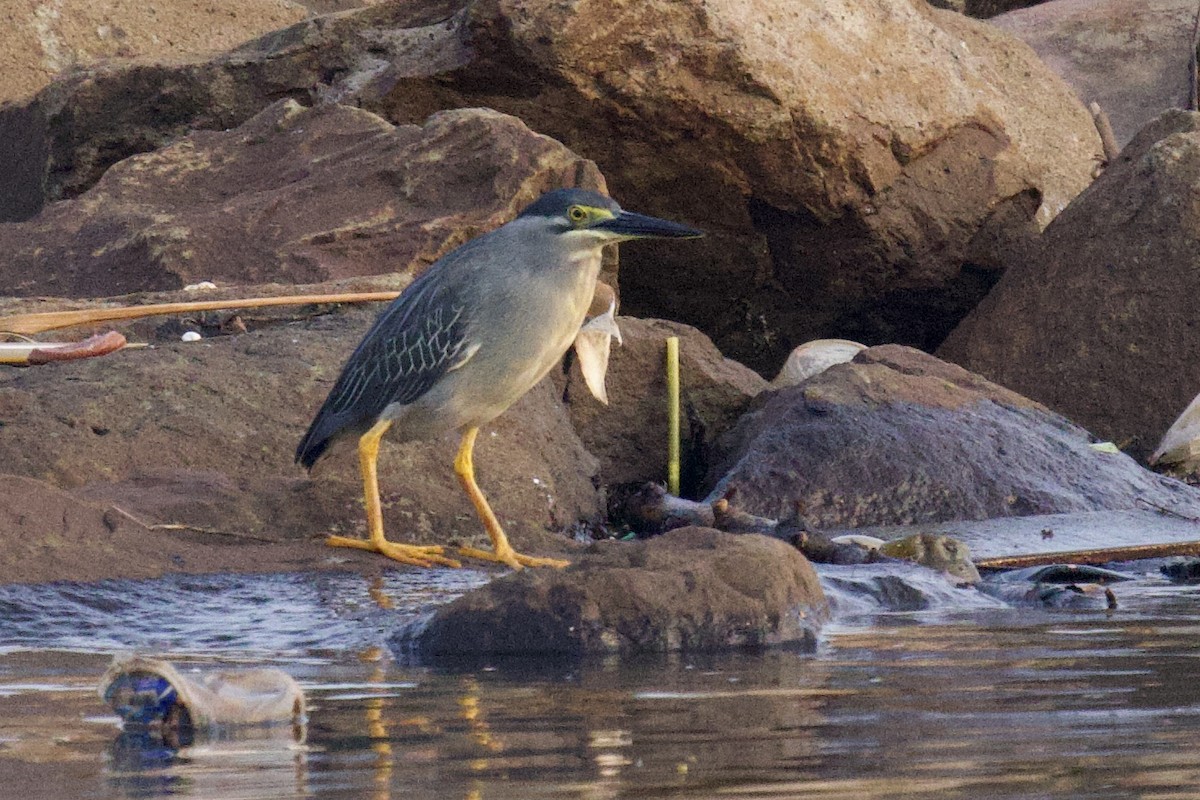 Black-crowned Night Heron - ML617634744