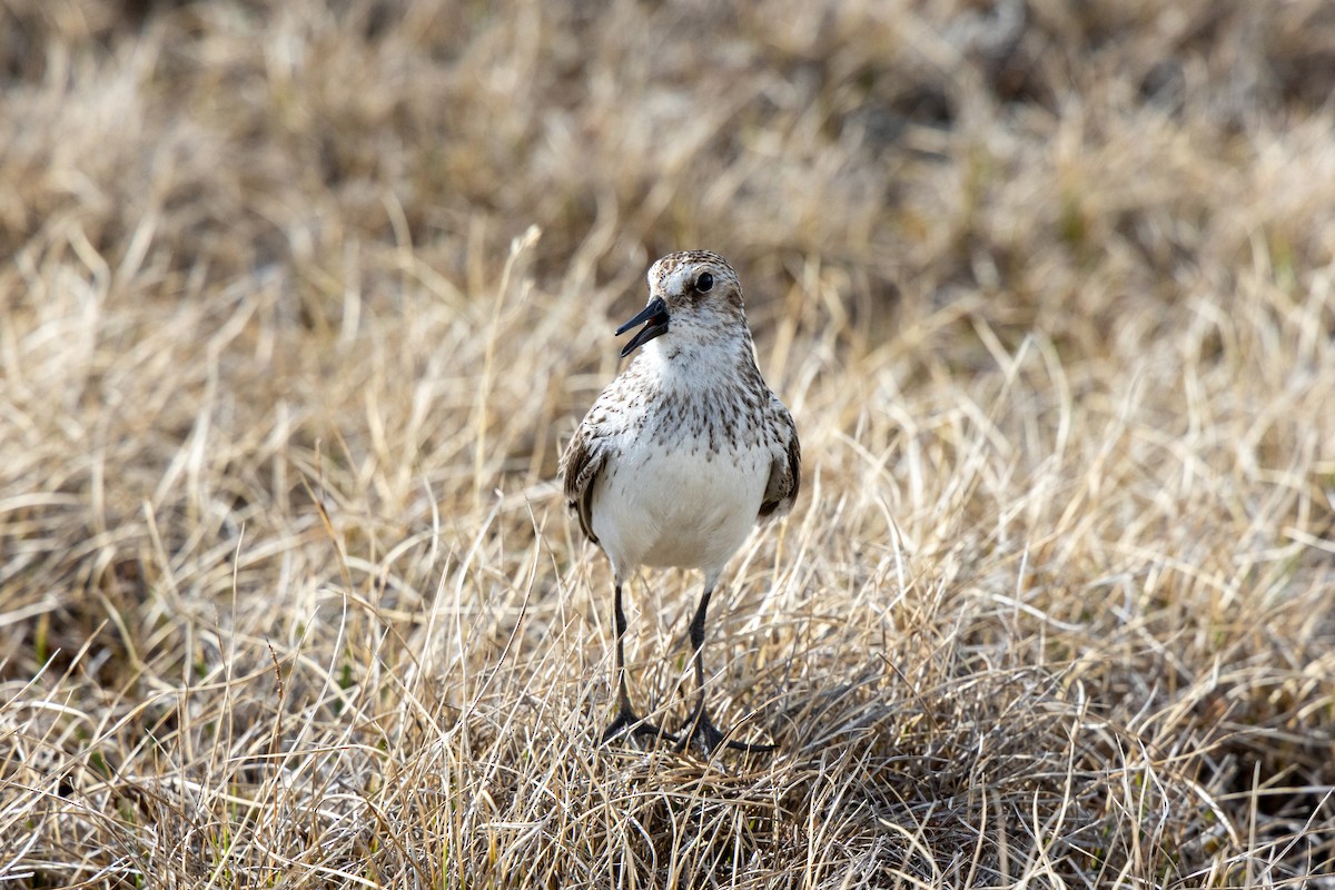 Semipalmated Sandpiper - Sam Denenberg