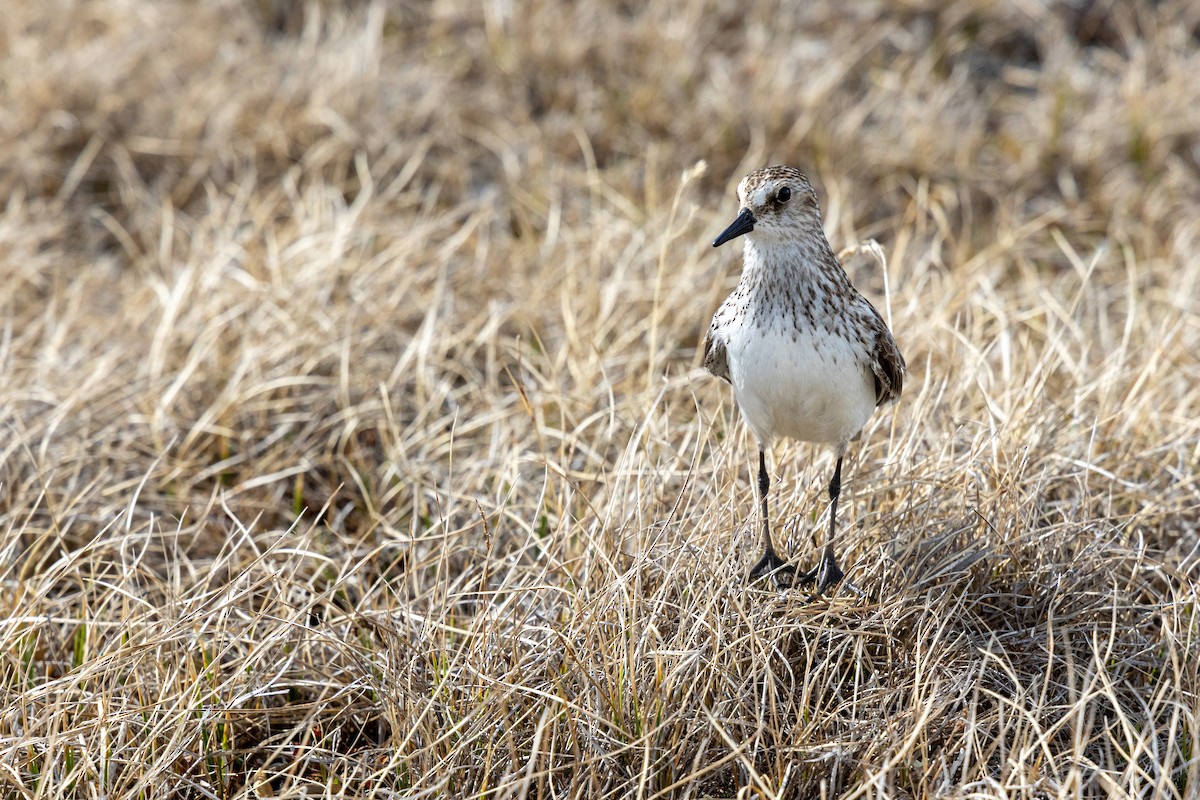 Semipalmated Sandpiper - Sam Denenberg