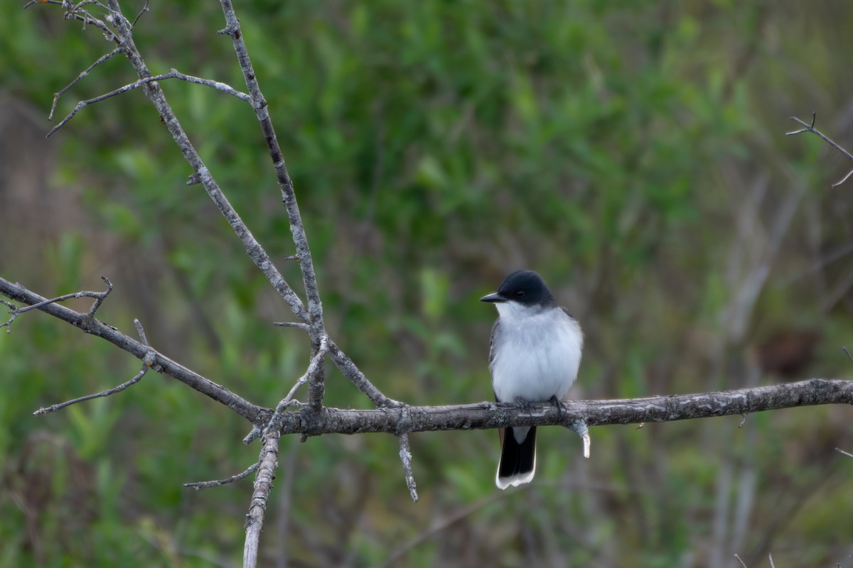 Eastern Kingbird - Brendon McCullen